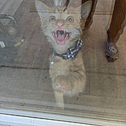 Gir joined the competition — help win amazing prizes! cat, kitten, orange_tabby, paw, collar, bow, glass_door, reflection, mouth_open, teeth, whiskers, floor, outdoor, furniture, curiosity, pet, animal, indoor, wide_eyes, expression