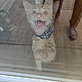 cat, kitten, orange_tabby, paw, collar, bow, glass_door, reflection, mouth_open, teeth, whiskers, floor, outdoor, furniture, curiosity, pet, animal, indoor, wide_eyes, expression