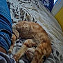 Gir joined the competition — help win amazing prizes! cat, orange_tabby, sleeping, bed, blanket, patterned_blanket, jeans, indoor, window, natural_light, cozy, resting, pet, feline, fur, paw, comfort, relaxed, home, soft