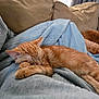 Gir is registered to the contest to win money with this photo: cat, kitten, sleeping, orange_tabby, blanket, blue_blanket, couch, furniture, indoor, pet, animal, cozy, resting, fur, paw, relaxation, domestic, companion, dog, brown_dog