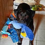 Milord a rejoint le concours — aidez-le/la à gagner de superbes lots ! dog, black_dog, toy, plush_toy, blue_toy, floor, tile_floor, pet_bed, dog_toys, indoor, playful, pet, animal, cute, companion, expression, brown_eyes, standing, mouth_holding, cozy