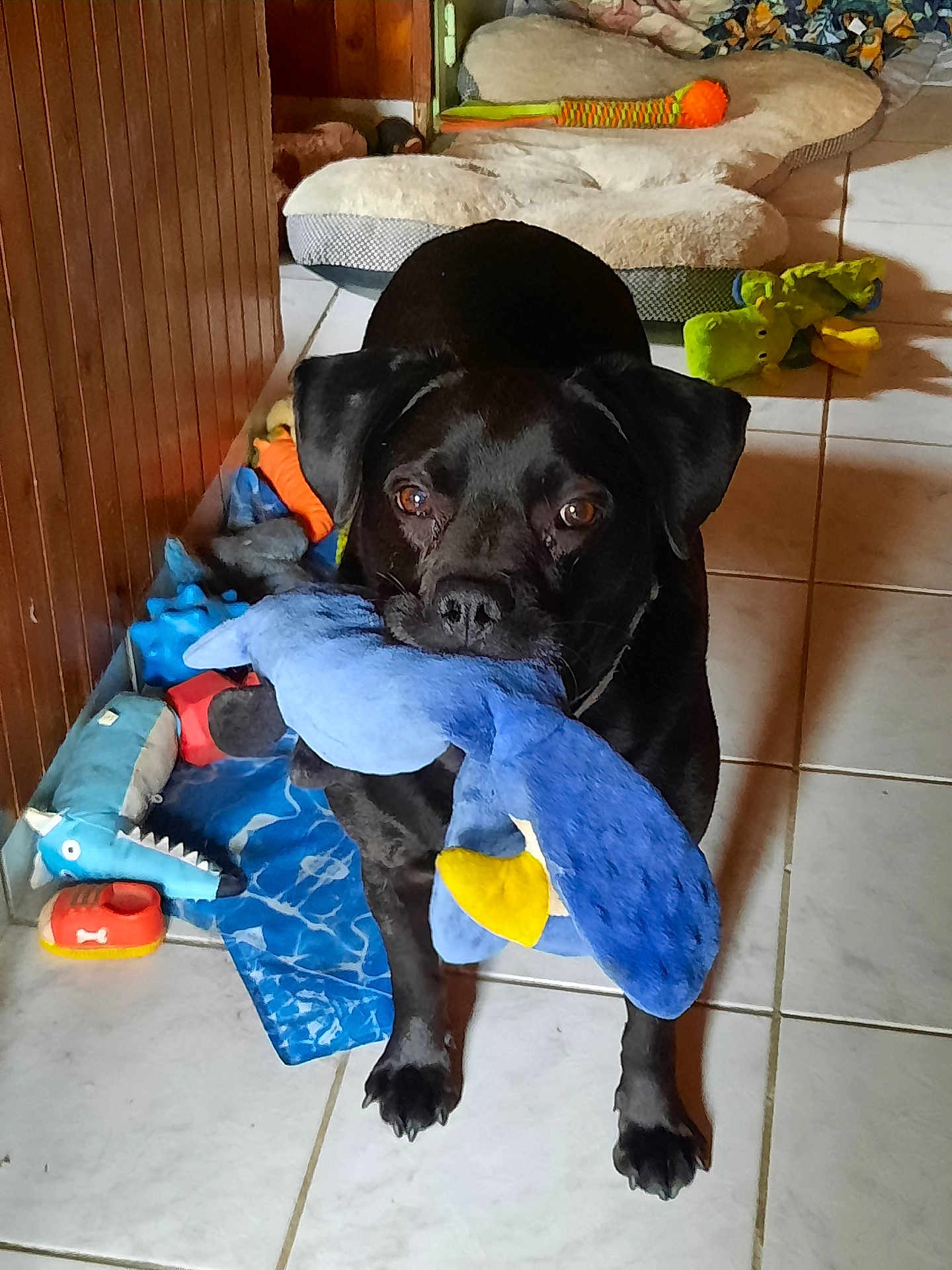 Milord a rejoint le concours — aidez-le/la à gagner de superbes lots ! dog, black_dog, toy, plush_toy, blue_toy, floor, tile_floor, pet_bed, dog_toys, indoor, playful, pet, animal, cute, companion, expression, brown_eyes, standing, mouth_holding, cozy