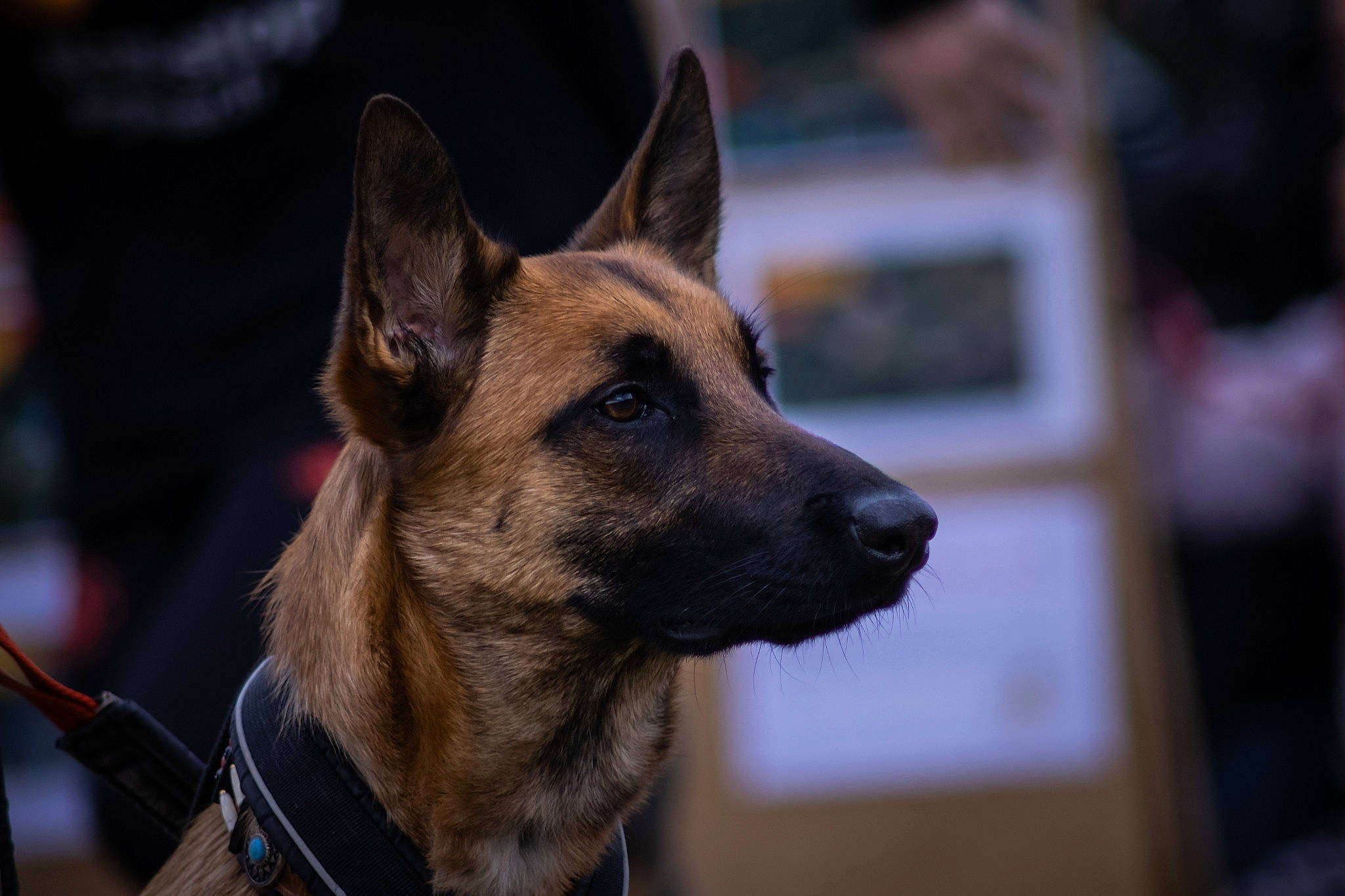 Ora a rejoint le concours — aidez-le/la à gagner de superbes lots ! belgian_shepherd, belgian_shepherd_malinois, canidae, carnivore, dog, dog_breed, ear, fawn, german_shepherd_dog, kunming_wolfdog, mammal, police_dog, rare_breed_dog, snout, vertebrate, working_dog