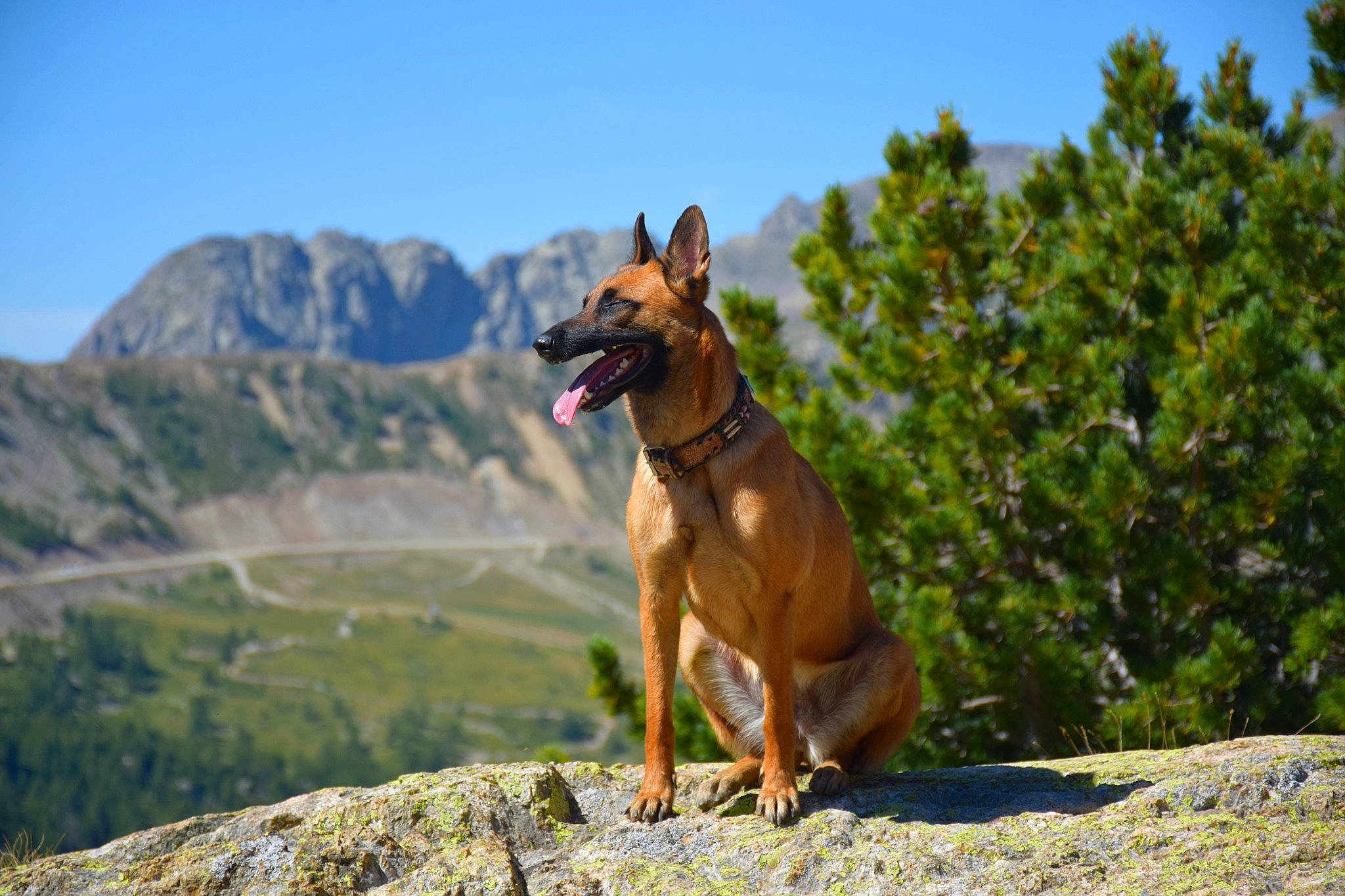 Ora a rejoint le concours — aidez-le/la à gagner de superbes lots ! africanis, canidae, carnivore, cirneco_delletna, dog, dog_breed, fawn, hill, hound, hunting_dog, mammal, mountain, pariah_dog, pharaoh_hound, podenco_canario, sighthound, vertebrate, working_dog