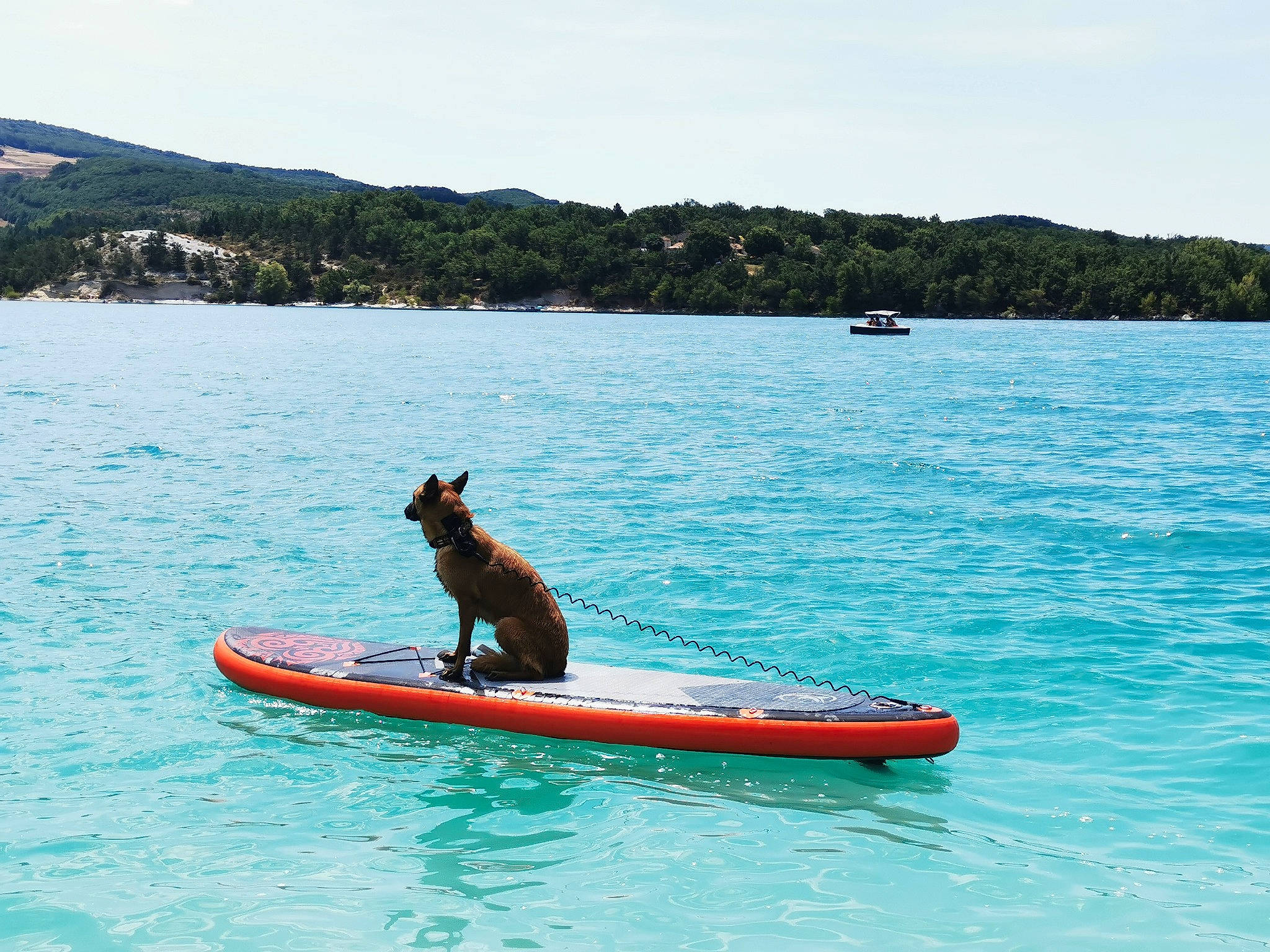 Ora a rejoint le concours — aidez-le/la à gagner de superbes lots ! boat, boating, boats_and_boating_equipment_and_supplies, canidae, carnivore, dog_breed, kayak, kayaking, lake, leisure, recreation, sea, sporting_group, summer, surface_water_sports, vacation, vehicle, water_sport, water_transportation, watercraft