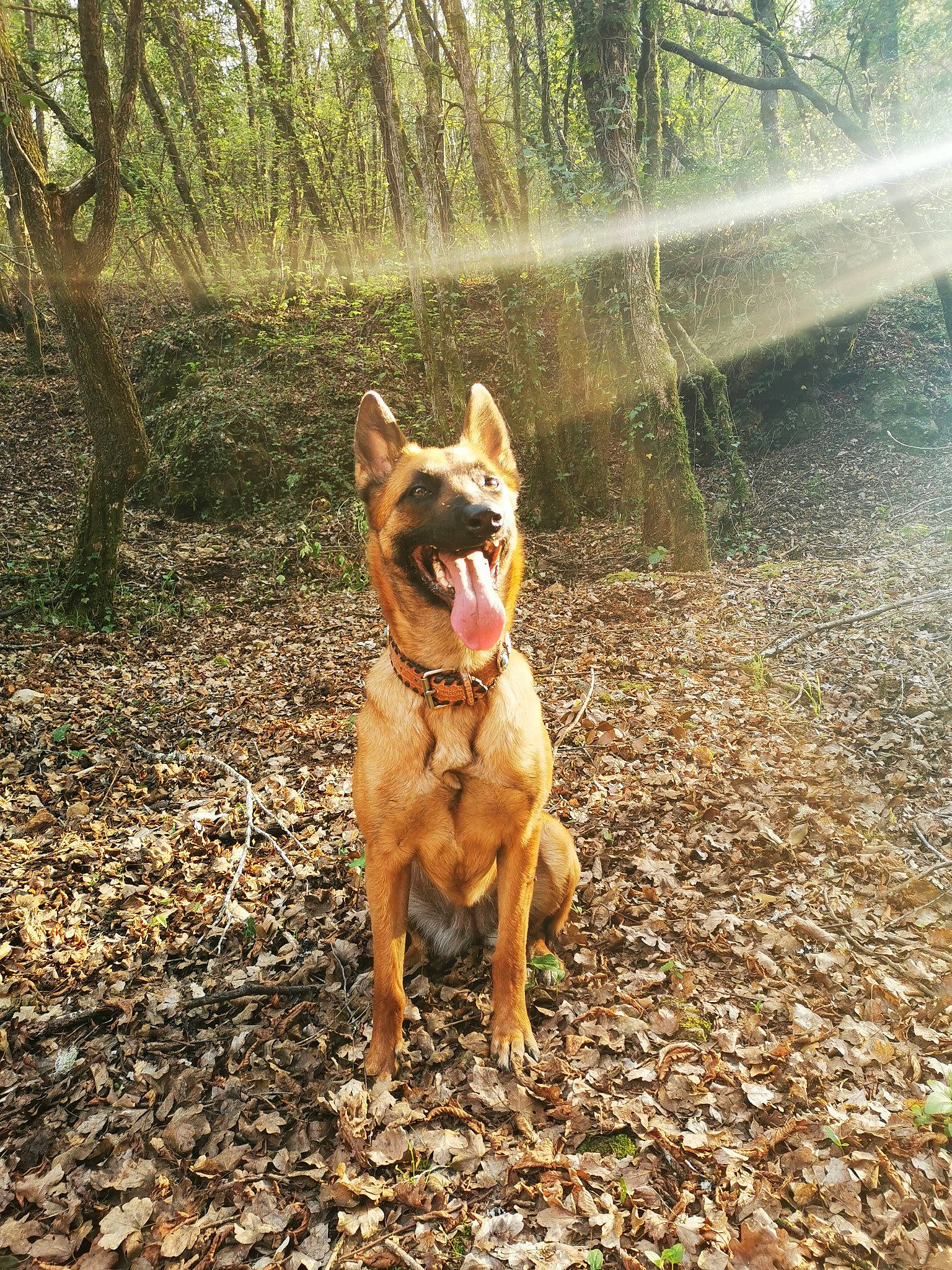 Ora participe au concours pour gagner de l'argent avec cette photo : adventure, australian_cattle_dog, belgian_shepherd_malinois, canidae, carnivore, carolina_dog, dog, dog_breed, dog_walking, fawn, feist, forest, hunting_dog, mammal, pariah_dog, sporting_group, trail, tree, walking, working_dog