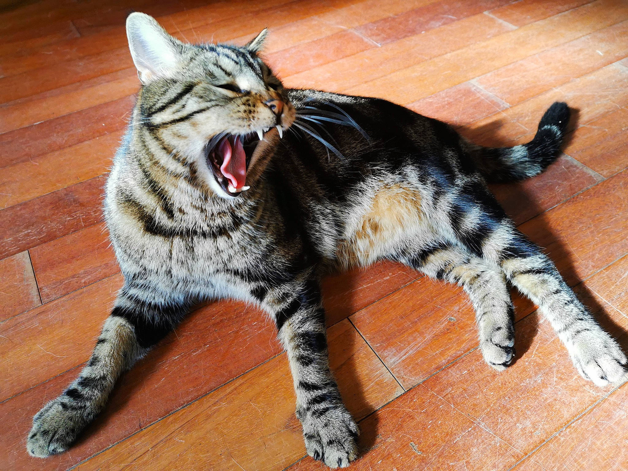 Ramses participe au concours pour gagner de l'argent avec cette photo : american_shorthair, american_wirehair, asian, california_spangled, carnivore, cat, domestic_short_haired_cat, dragon_li, egyptian_mau, european_shorthair, facial_expression, felidae, mammal, pixie_bob, small_to_medium_sized_cats, tabby_cat, tail, vertebrate, whiskers, wild_cat