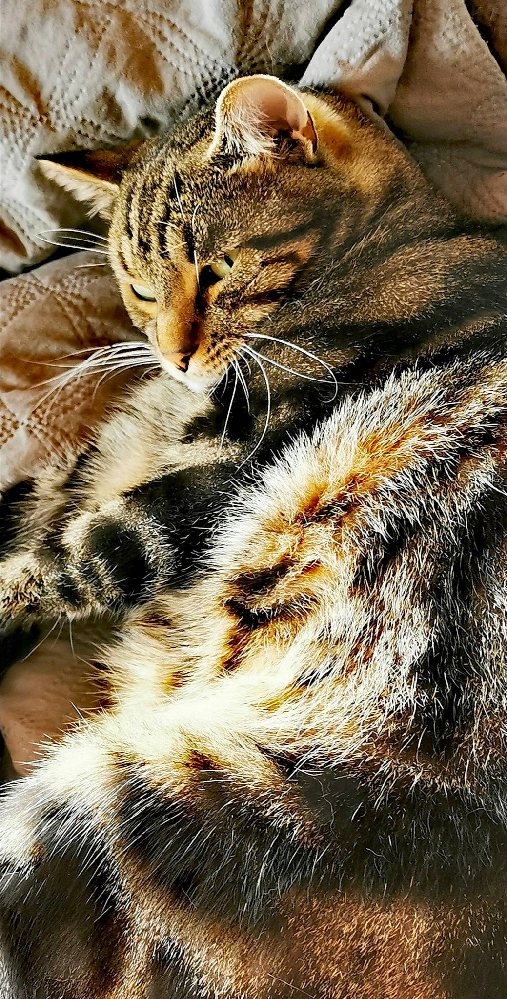 Ramses a rejoint le concours — aidez-le/la à gagner de superbes lots ! american_shorthair, asian, bengal, carnivore, cat, close_up, domestic_short_haired_cat, dragon_li, european_shorthair, felidae, fur, mammal, pixie_bob, small_to_medium_sized_cats, snout, tabby_cat, textile, whiskers, wild_cat, wildlife