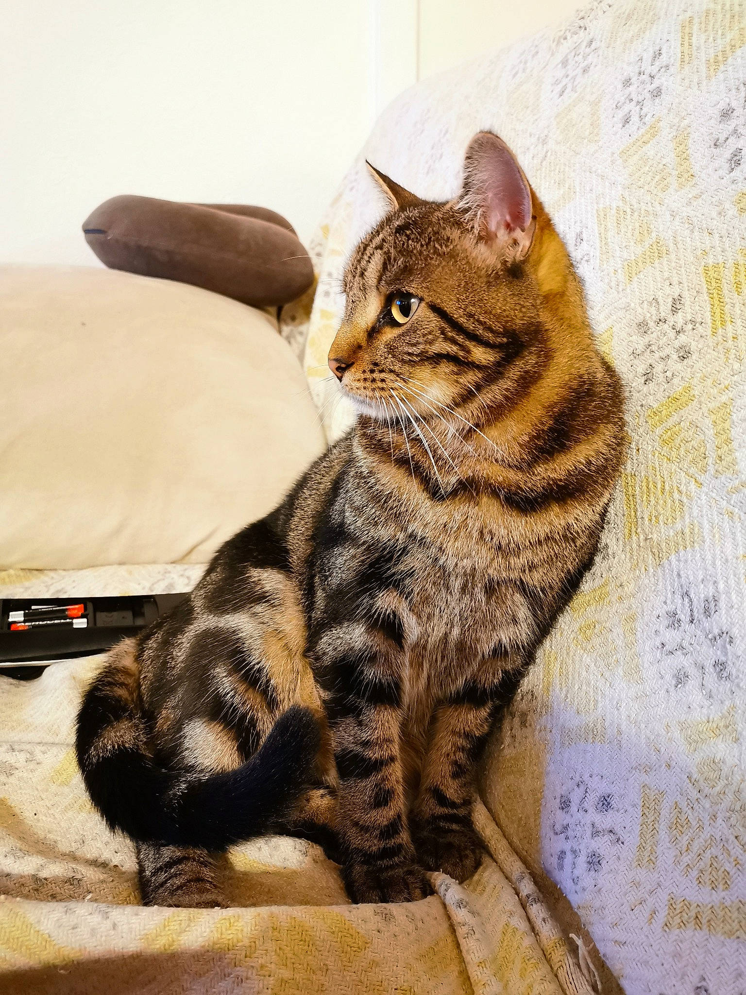 Ramses a rejoint le concours — aidez-le/la à gagner de superbes lots ! american_bobtail, american_shorthair, american_wirehair, asian, bengal, california_spangled, carnivore, cat, domestic_short_haired_cat, dragon_li, european_shorthair, felidae, kitten, mammal, ocicat, small_to_medium_sized_cats, sokoke, tabby_cat, toyger, whiskers