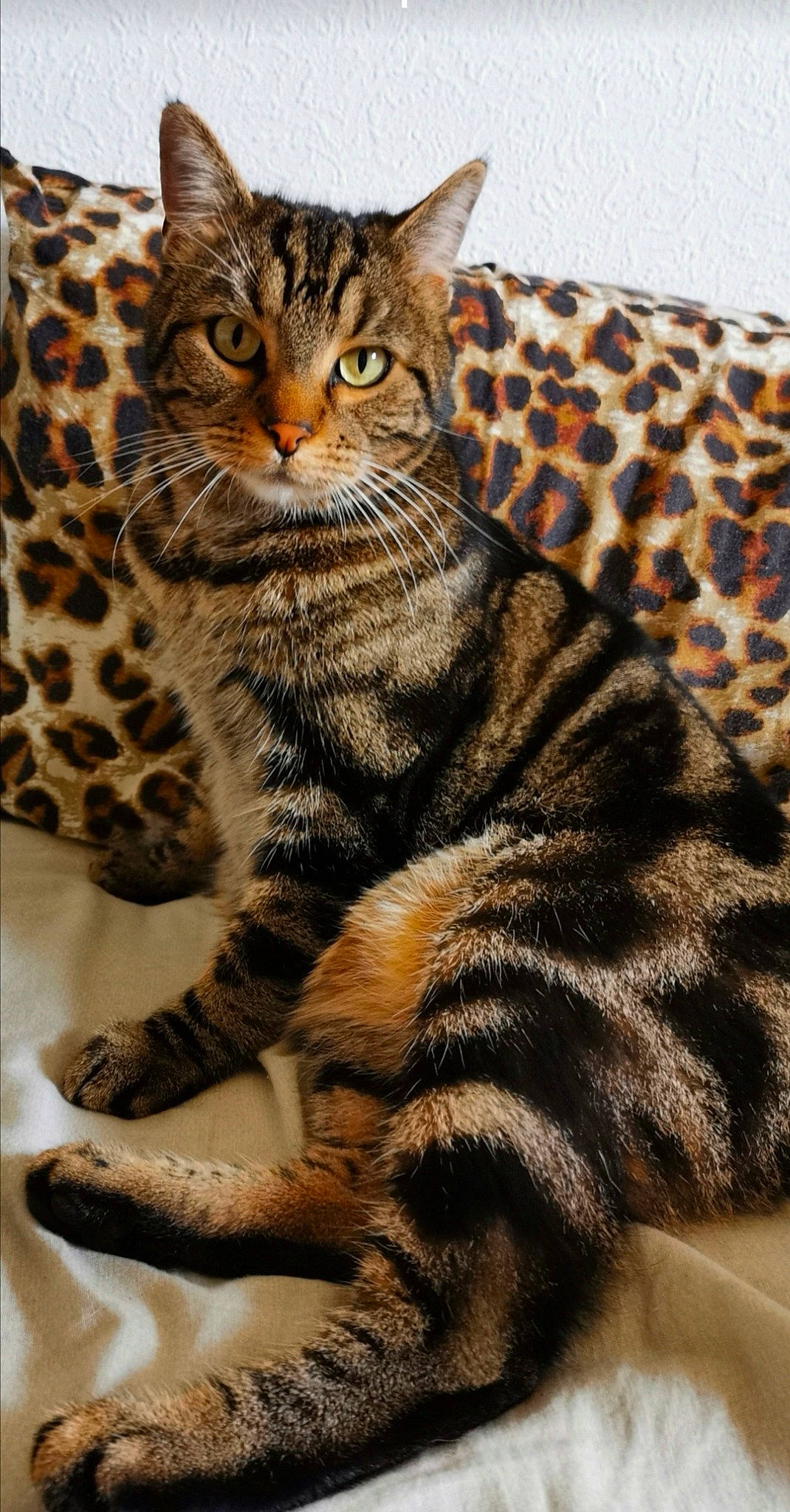 Ramses participe au concours pour gagner de l'argent avec cette photo : american_shorthair, american_wirehair, asian, bengal, california_spangled, carnivore, cat, domestic_short_haired_cat, dragon_li, egyptian_mau, european_shorthair, felidae, mammal, ocicat, small_to_medium_sized_cats, tabby_cat, toyger, vertebrate, whiskers, wild_cat