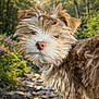 animal, bokeh, brown_fur, close_up, dog, fluffy, forest, fur, greenery, leafy, nature, nose, outdoors, pet, portrait, puppy, rocks, stream, sunlight, whiskers