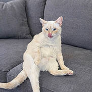 Miss Butters joined the competition — help win amazing prizes! cat, cream_cat, blue_eyes, licking, tongue_out, sofa, couch, living_room, pillow, lamp, flowers, indoor, pet, feline, sitting, relaxed, paw, tail, upholstery, portrait