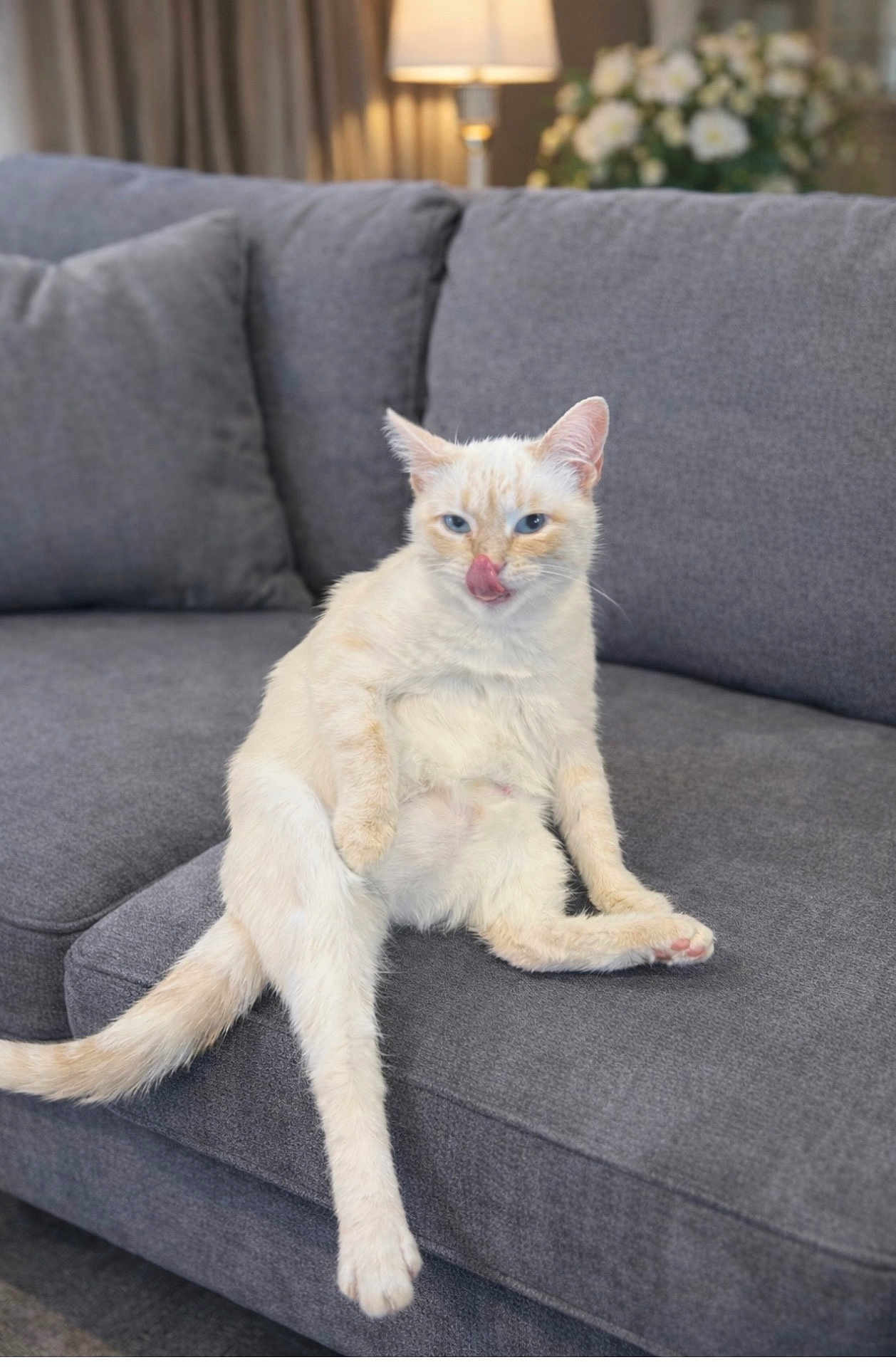 Miss Butters joined the competition — help win amazing prizes! cat, cream_cat, blue_eyes, licking, tongue_out, sofa, couch, living_room, pillow, lamp, flowers, indoor, pet, feline, sitting, relaxed, paw, tail, upholstery, portrait