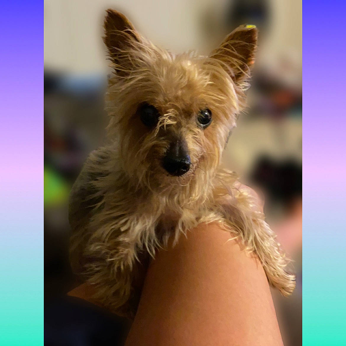 Daisy Mae is registered to the contest to win money with this photo: biewer_terrier, canidae, carnivore, companion_dog, dog, dog_breed, dog_supply, fawn, fur, liver, small_terrier, snout, terrestrial_animal, toy_dog, working_animal, yorkipoo