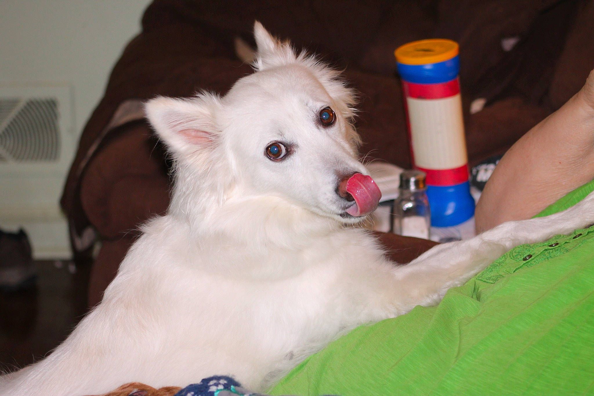 Dexter joined the competition — help win amazing prizes! american_eskimo_dog, ball, borzoi, canidae, carnivore, companion_dog, dog, dog_breed, dog_sports, dog_supply, fang, fur, samoyed, sighthound, silken_windhound, spitz, sporting_group, toy_dog, volpino_italiano, working_animal