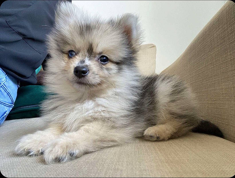 Molly participe au concours pour gagner de l'argent avec cette photo : ancient_dog_breeds, canidae, carnivore, companion_dog, dog, dog_breed, eye, fawn, fur, german_spitz, german_spitz_klein, german_spitz_mittel, snout, spitz, sporting_group, terrestrial_animal, toy_dog, volpino_italiano, whiskers, working_animal