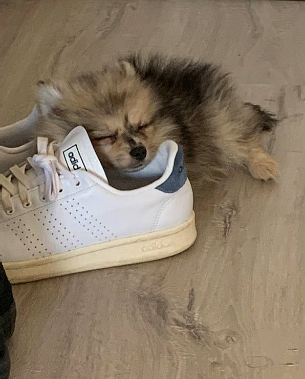 Molly participe au concours pour gagner de l'argent avec cette photo : athletic_shoe, carmine, carnivore, companion_dog, cross_training_shoe, dog, fawn, felidae, flooring, fur, german_spitz, hardwood, outdoor_shoe, personal_computer, sneakers, spitz, sportswear, walking_shoe, whiskers, wood