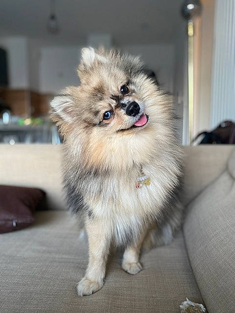 Molly participe au concours pour gagner de l'argent avec cette photo : canidae, carnivore, companion_dog, dog, dog_breed, dog_supply, fawn, flooring, fur, german_spitz, german_spitz_klein, german_spitz_mittel, pomeranian, snout, spitz, sporting_group, toy_dog, volpino_italiano, whiskers, working_animal