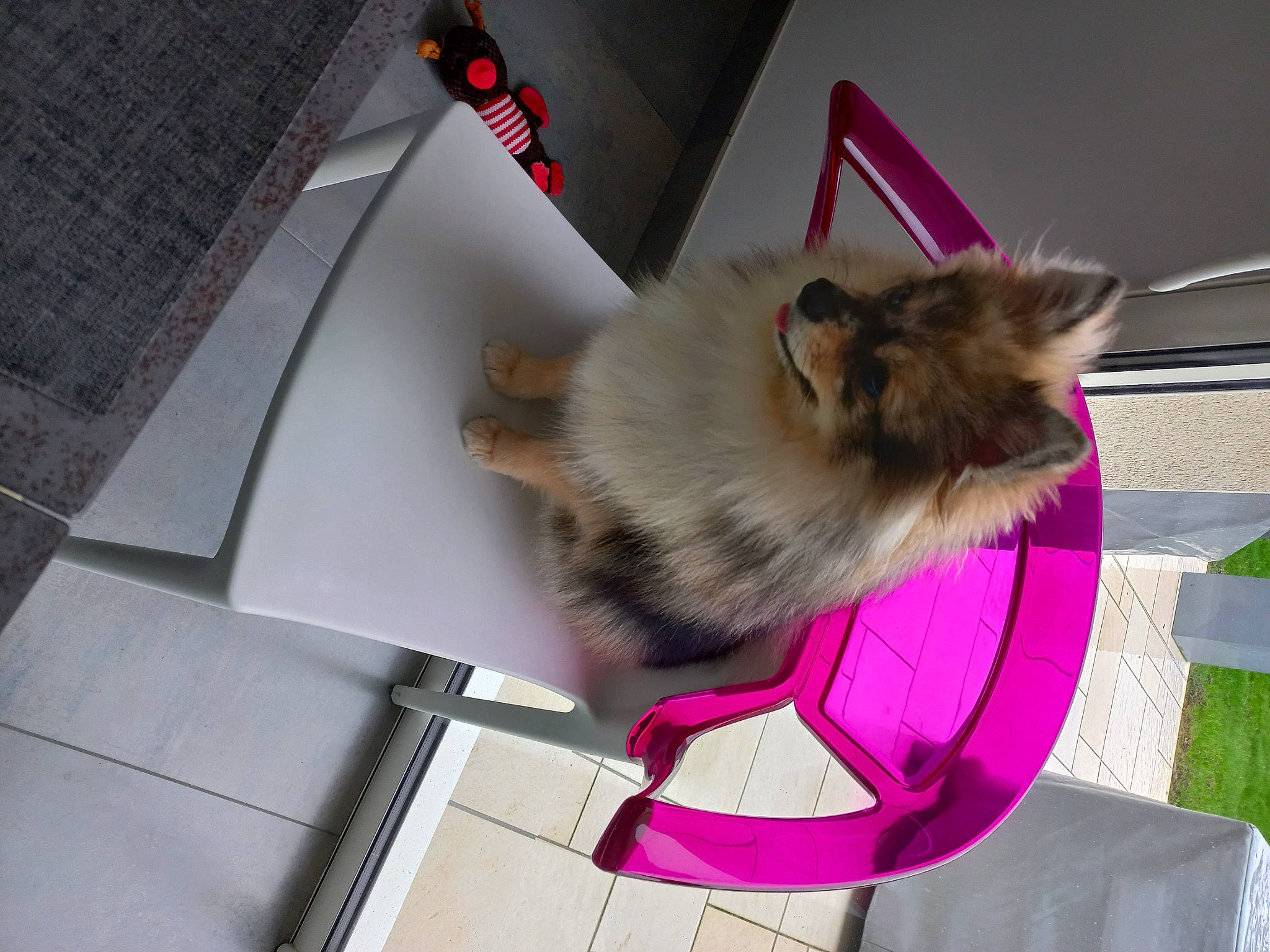 Molly participe au concours pour gagner de l'argent avec cette photo : canidae, carnivore, cat, collar, companion_dog, dog_breed, dog_supply, fawn, felidae, flooring, fur, german_spitz, paw, pet_supply, room, small_to_medium_sized_cats, sporting_group, tail, toy_dog, whiskers