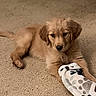 Isabel joined the competition — help win amazing prizes! puppy, dog, golden_dog, fluffy, lying_down, carpet, blanket, toy, pet, animal, portrait, indoors, home, brown_fur, black_nose, dark_eyes, relaxed, cute, playful, cozy