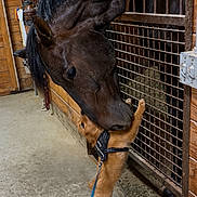 Isabel joined the competition — help win amazing prizes! horse, dog, animal, stable, stall, barn, wooden_wall, metal_gate, animal_friendship, nose_to_nose, curious, standing, leash, harness, hay, indoor, farm, equestrian, brown_dog, black_horse