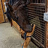 horse, dog, animal, stable, stall, barn, wooden_wall, metal_gate, animal_friendship, nose_to_nose, curious, standing, leash, harness, hay, indoor, farm, equestrian, brown_dog, black_horse