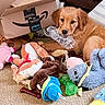Isabel is registered to the contest to win money with this photo: dog, puppy, golden_retriever, pet, animal, toy, stuffed_animal, chewing, playful, indoors, carpet, cardboard_box, amazon_box, prime, bottle, dog_toys, clutter, home, portrait, cute