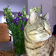 Swany a rejoint le concours — aidez-le/la à gagner de superbes lots ! cat, chair, closeup, curious, decor, domestic_cat, flower_vase, furniture, green_eyes, houseplant, indoor, leaf, natural_light, pet, purple_flower, still_life, tabby, whiskers, white_flower, wooden_table