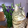 cat, chair, closeup, curious, decor, domestic_cat, flower_vase, furniture, green_eyes, houseplant, indoor, leaf, natural_light, pet, purple_flower, still_life, tabby, whiskers, white_flower, wooden_table