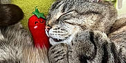 Swany a rejoint le concours — aidez-le/la à gagner de superbes lots ! animal, cat, close_up, cozy, cute, domestic_cat, feline, fur, green_towel, nap, pets, plush, red, relaxed, resting, sleeping, soft, tabby_cat, toy, whiskers