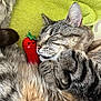 animal, cat, close_up, cozy, cute, domestic_cat, feline, fur, green_towel, nap, pets, plush, red, relaxed, resting, sleeping, soft, tabby_cat, toy, whiskers