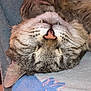 Swany a rejoint le concours — aidez-le/la à gagner de superbes lots ! animal, blue_fabric, cat, close_up, cute, domestic_animal, fangs, feline, fur, indoor, pet, pink_nose, relaxed, resting, sleeping, soft_texture, striped, tabby, upside_down, whiskers