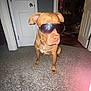 Sazia is registered to the contest to win money with this photo: accessory, animal, brown_dog, canine, carpet, cool, cute, dog, door, floor, furniture, household, indoor, light_flare, pet, portrait, room, sitting, sunglasses, wall