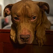 Sazia is registered to the contest to win money with this photo: animal, background_blur, brown_dog, canine, close_up, companion, dog, domestic_animal, ears, expression, face, furry, indoor, looking, paws, pet, portrait, resting, soft_focus, wooden_surface