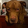 animal, background_blur, brown_dog, canine, close_up, companion, dog, domestic_animal, ears, expression, face, furry, indoor, looking, paws, pet, portrait, resting, soft_focus, wooden_surface