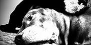 Sazia joined the competition — help win amazing prizes! animal, black_and_white, closeup, companionship, cozy, cute, dog, friendship, fur, indoor, muzzle, nose, paw, pets, portrait, quiet, relaxation, resting, sleepy, snuggling