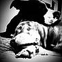 animal, black_and_white, closeup, companionship, cozy, cute, dog, friendship, fur, indoor, muzzle, nose, paw, pets, portrait, quiet, relaxation, resting, sleepy, snuggling
