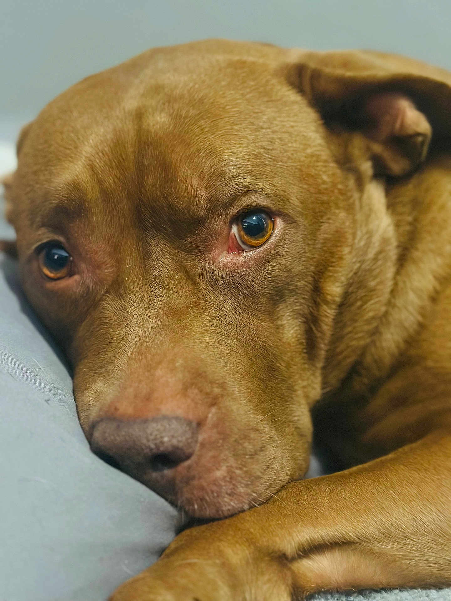 Sazia joined the competition — help win amazing prizes! animal, brown, calm, canine, close_up, dog, ears, expression, eyes, face, fur, indoor, laying_down, macro, nose, pet, portrait, resting, snout, soft_surface