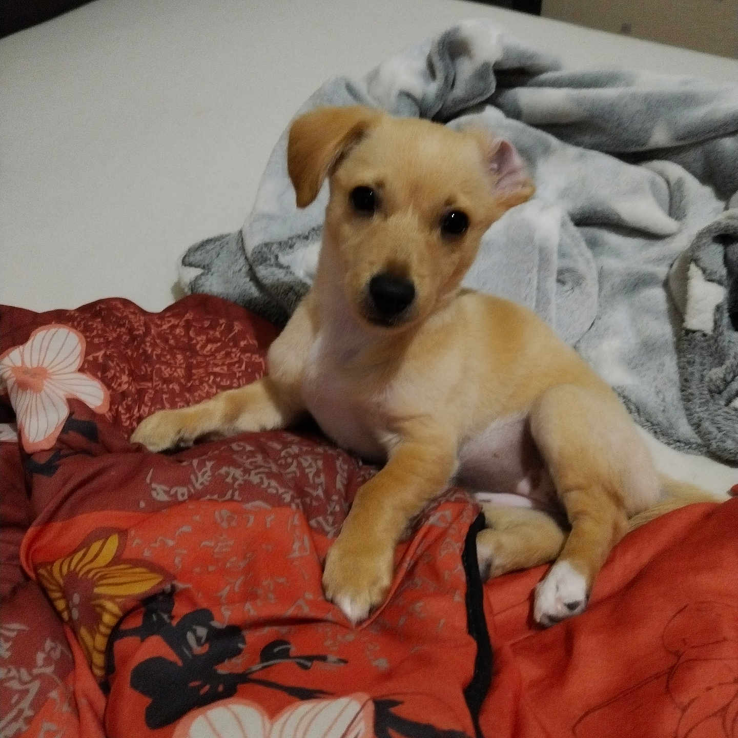 Maysie participe au concours pour gagner de l'argent avec cette photo : animal, bed, blanket, brown_dog, comfort, cozy, curious, cute, dog, ears, floral_pattern, fur, indoor, lying_down, paw, pet, puppy, resting, soft_texture, young_dog