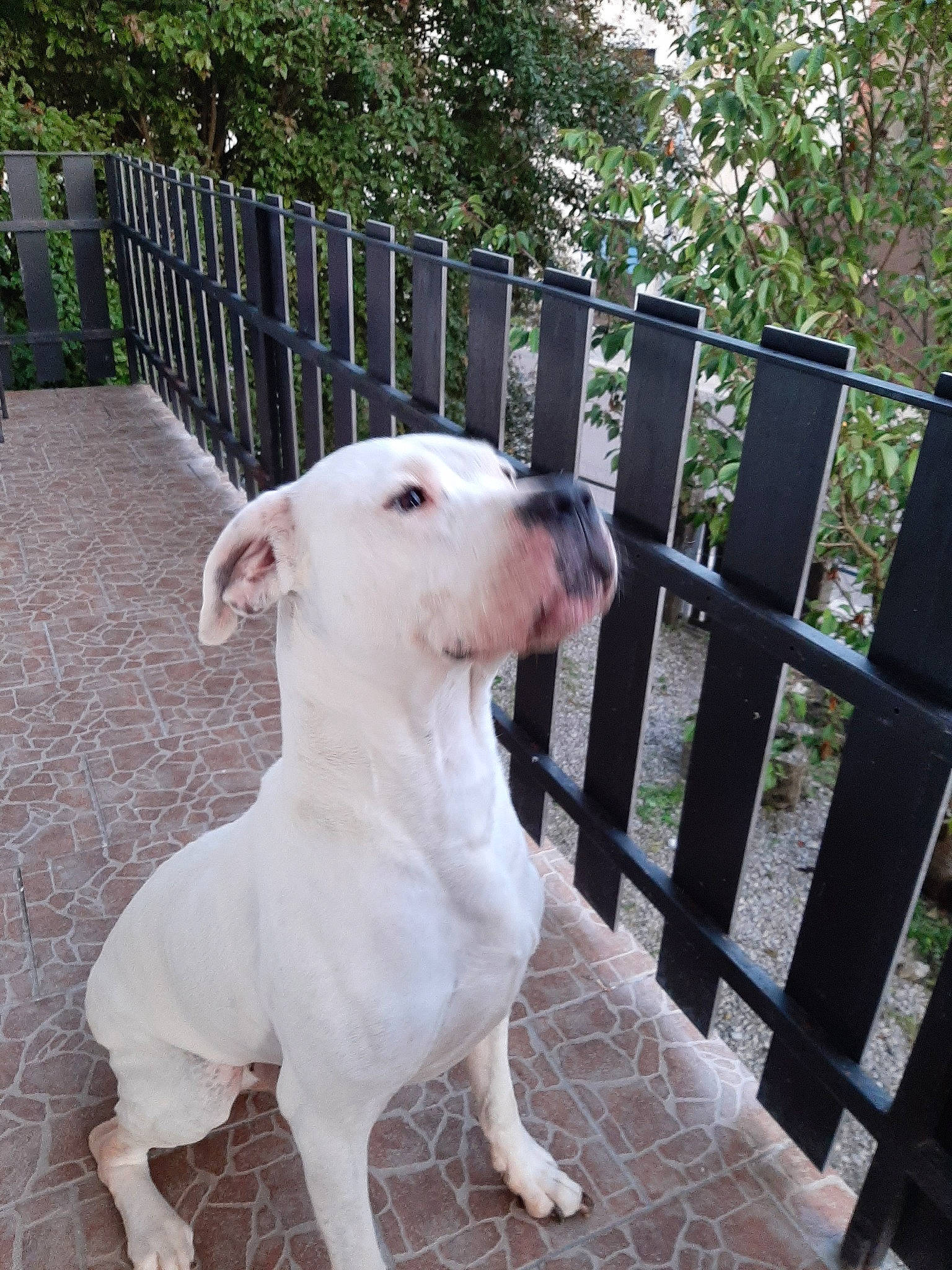 Loco participe au concours pour gagner de l'argent avec cette photo : american_bulldog, bull_and_terrier, bull_terrier, bully_kutta, canidae, carnivore, cordoba_fighting_dog, dog, dog_breed, dogo_argentino, dogo_guatemalteco, fawn, guard_dog, gull_terr, mammal, non_sporting_group, old_english_terrier, pit_bull, rare_breed_dog, vertebrate