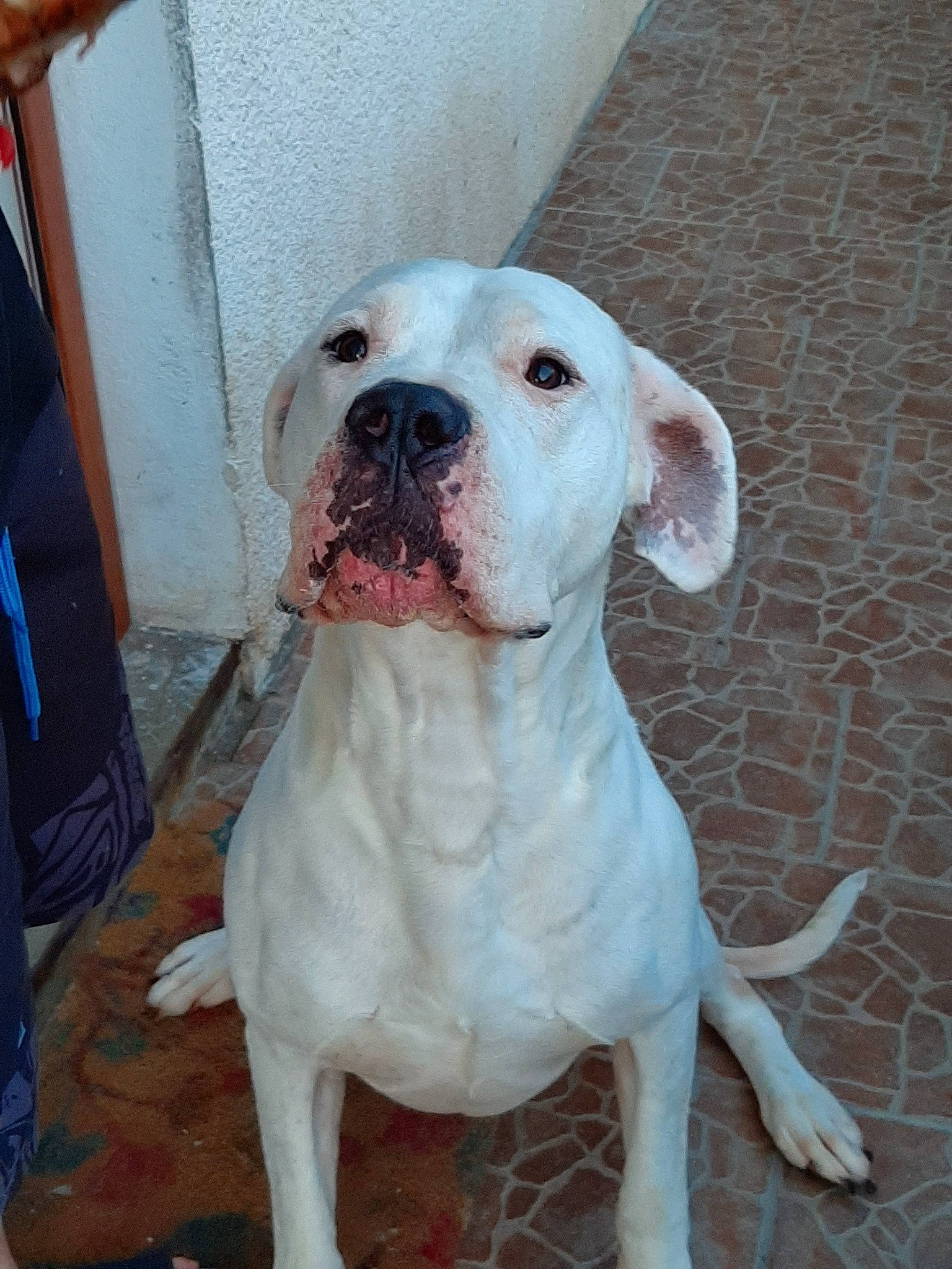 Loco participe au concours pour gagner de l'argent avec cette photo : american_bulldog, boxer, bulldog, bully_kutta, canidae, carnivore, catahoula_bulldog, cordoba_fighting_dog, dog, dog_breed, dogo_argentino, dogo_guatemalteco, mammal, molosser, non_sporting_group, pit_bull, rare_breed_dog, snout, valley_bulldog, vertebrate