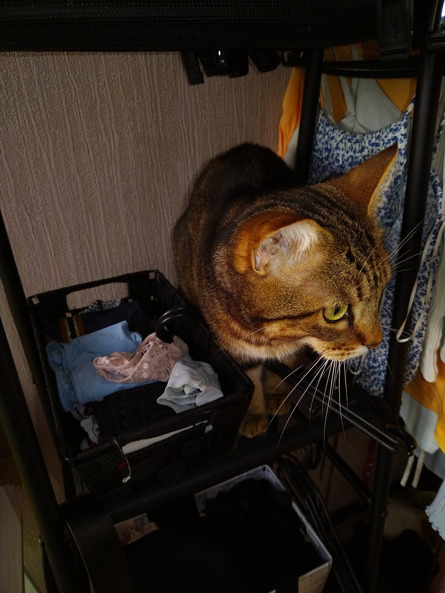 Flechette a rejoint le concours — aidez-le/la à gagner de superbes lots ! automotive_lighting, bag, brown, carnivore, cat, comfort, domestic_short_haired_cat, felidae, fur, gas, metal, room, small_to_medium_sized_cats, snout, tail, terrestrial_animal, tire, whiskers