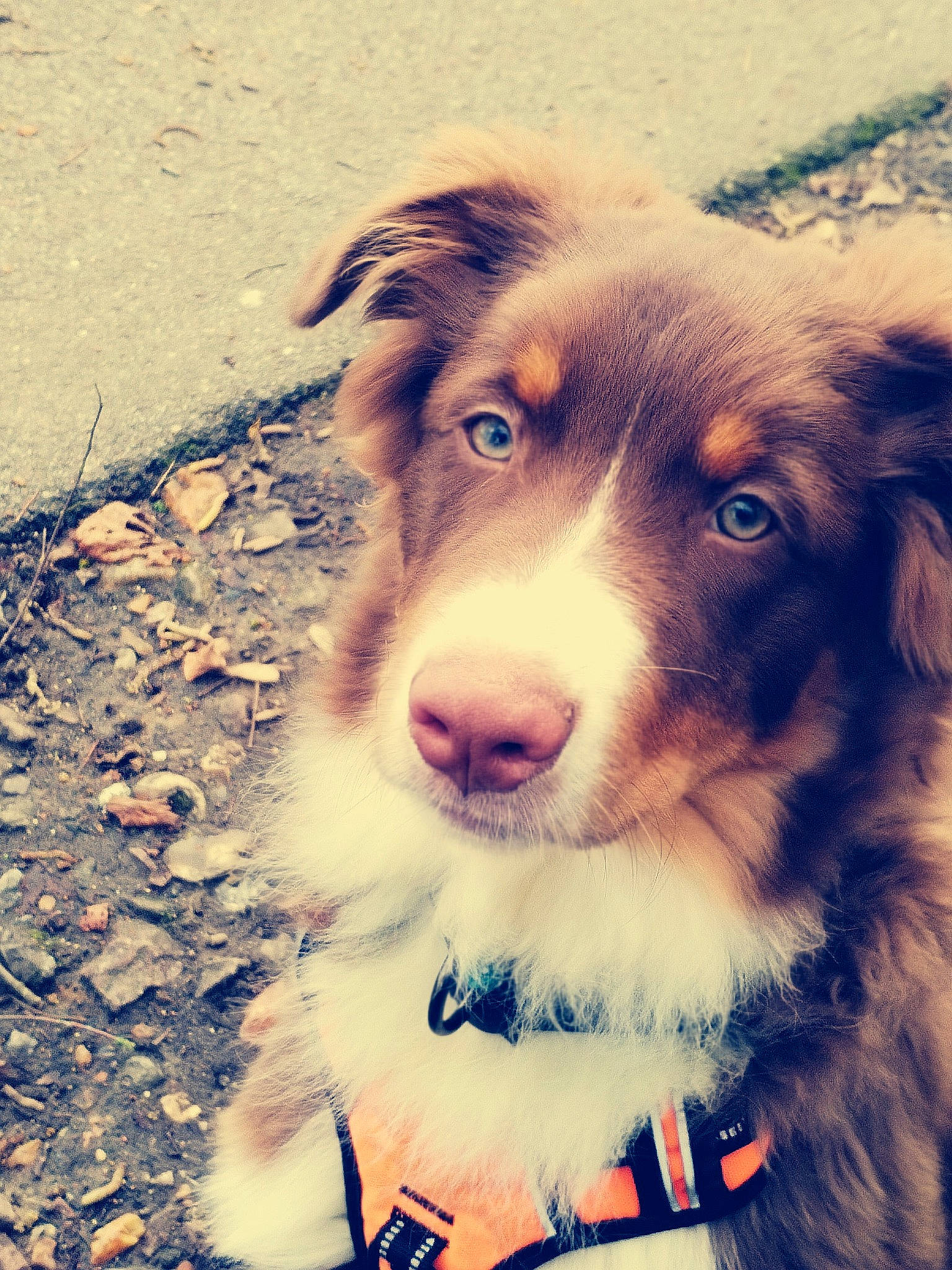 Taz a rejoint le concours — aidez-le/la à gagner de superbes lots ! australian_shepherd, border_collie, canidae, carnivore, companion_dog, dog, dog_breed, fur, happy, herding_dog, miniature_australian_shepherd, sky, snout, sporting_group, sunlight, terrestrial_animal, tints_and_shades, whiskers, working_animal, working_dog