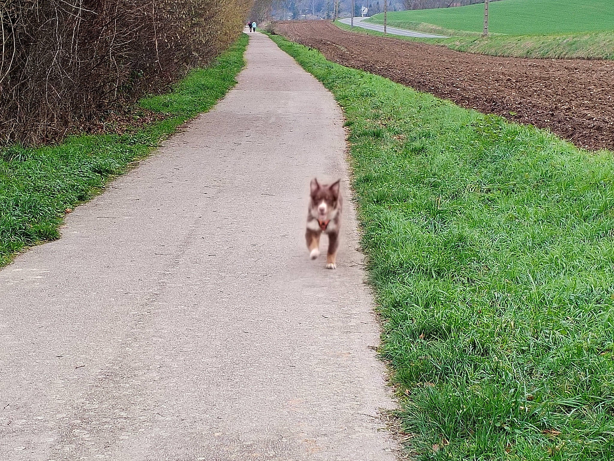 Taz participe au concours pour gagner de l'argent avec cette photo : airedale_terrier, asphalt, carnivore, companion_dog, dog, dog_breed, fawn, grass, green, groundcover, leash, pet_supply, plant, road, road_surface, shrub, sidewalk, tree, walkway, working_animal