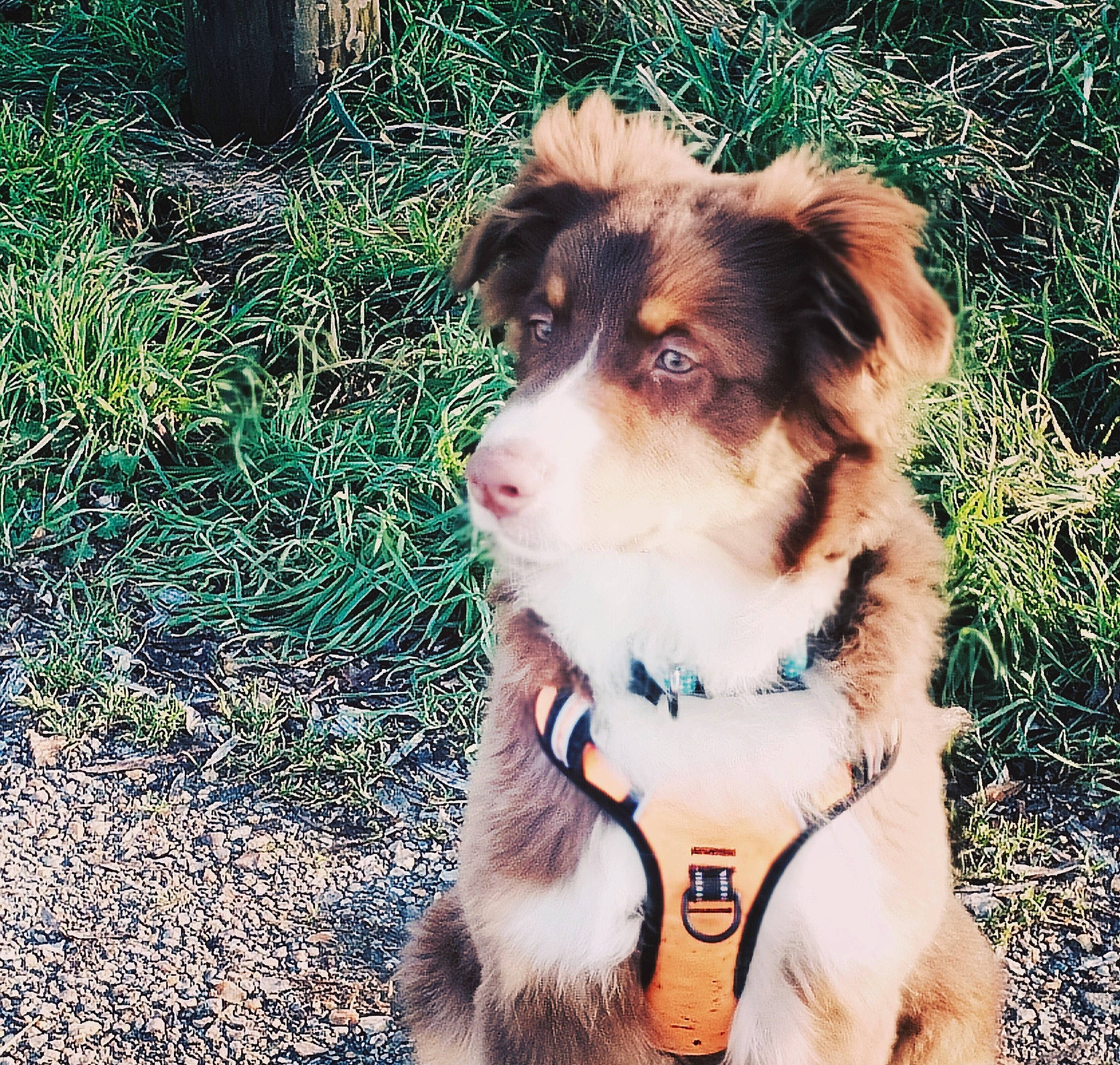Taz participe au concours pour gagner de l'argent avec cette photo : ancient_dog_breeds, canidae, carnivore, companion_dog, dog, dog_breed, fawn, fur, grass, happy, herding_dog, plant, puppy, snout, sporting_group, terrestrial_animal, toy_dog, whiskers, working_animal, working_dog