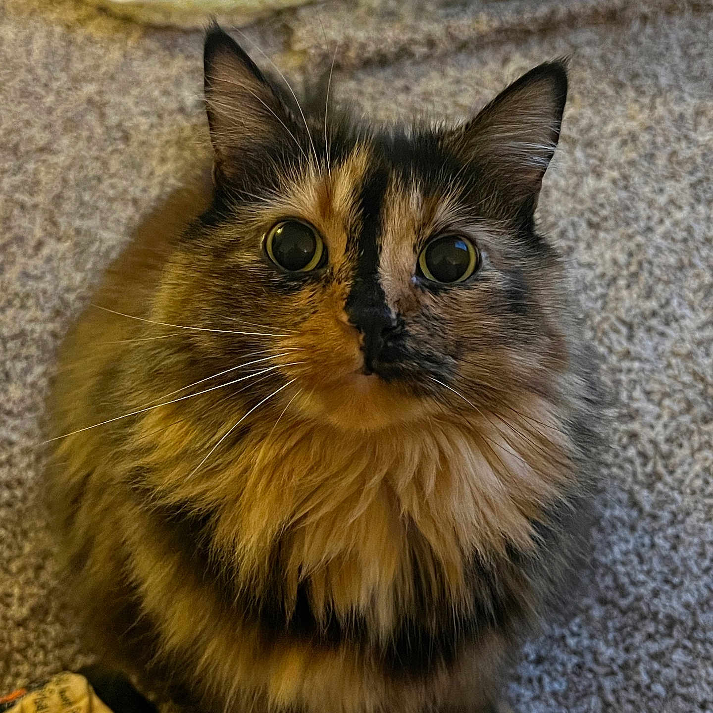 Donut