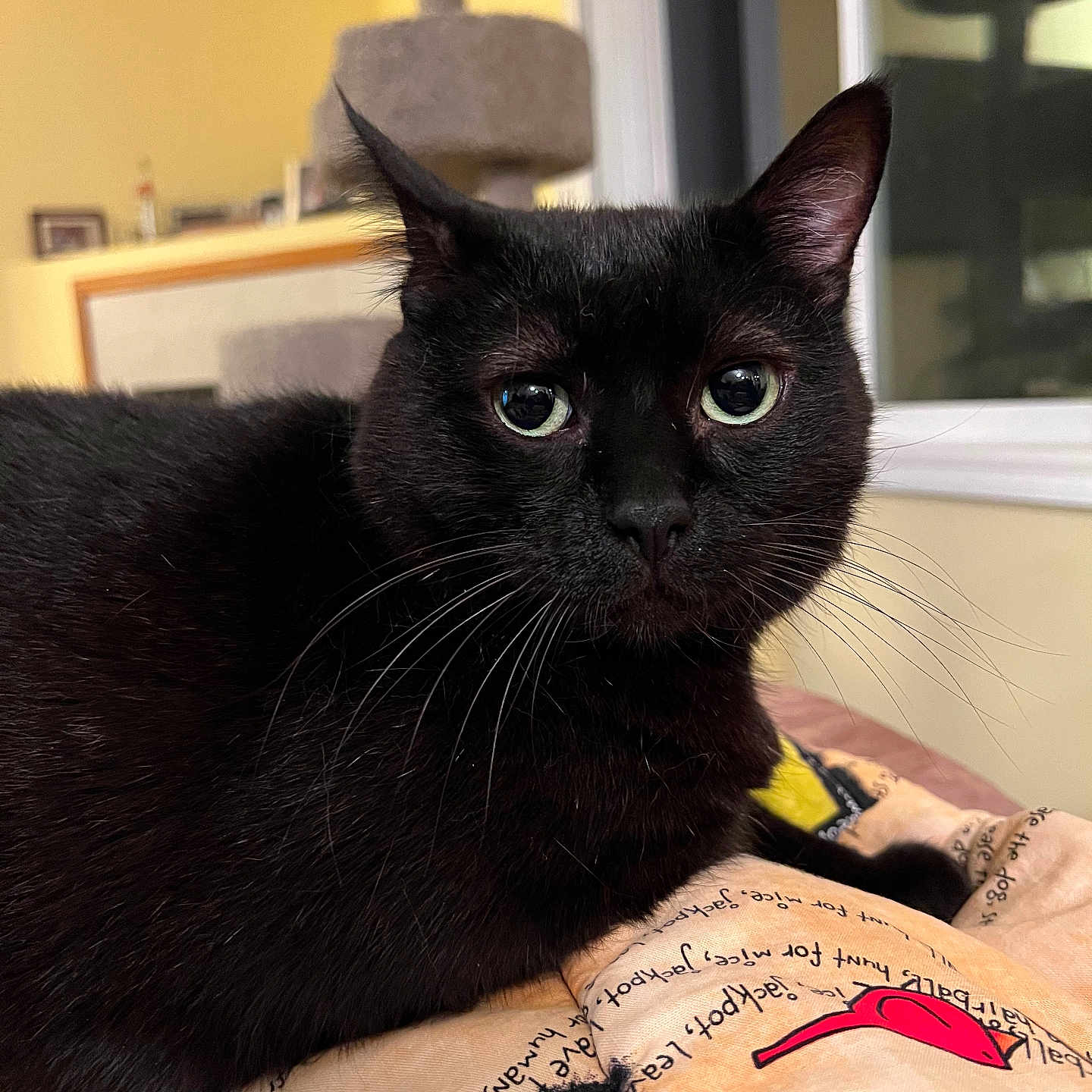 Kenny joined the competition — help win amazing prizes! abyssinian, animal, blackcat, cat, couch, furniture, kitten, manx, person, pet, skin, tattoo, text