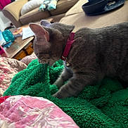 Roxie joined the competition — help win amazing prizes! animal, blanket, bowl, cat, couch, cozy, domestic_cat, furry, gray_cat, green_blanket, home, indoors, kitten, living_room, pet, pillows, pink_blanket, pink_collar, side_view, sitting