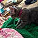 Roxie