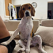 Ayko participe au concours pour gagner de l'argent avec cette photo : dog, beagle, pet, animal, sitting, couch, living_room, indoors, portrait, floppy_ears, brown_and_white, short_hair, hound, front_view, serious_expression, home, furniture, human_leg, clock, natural_light